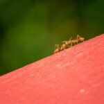 ants invading bathroom area