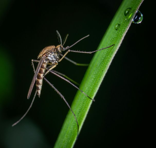 how to eliminate backyard mosquitoes