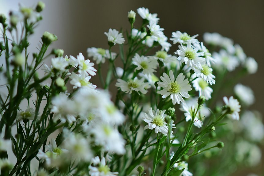 seven good bedroom plants